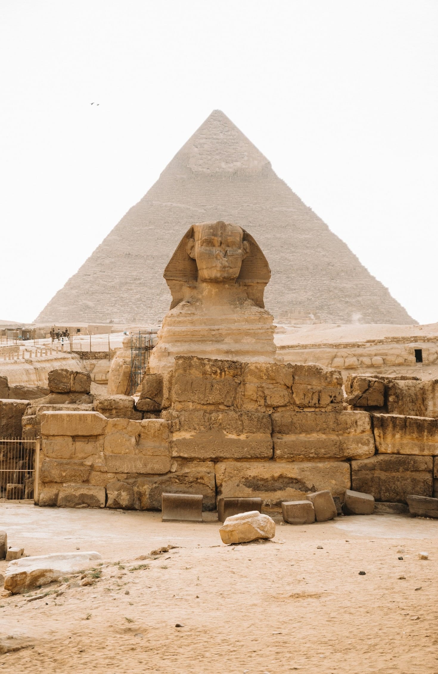The Role of the Egyptian Bridge Federation